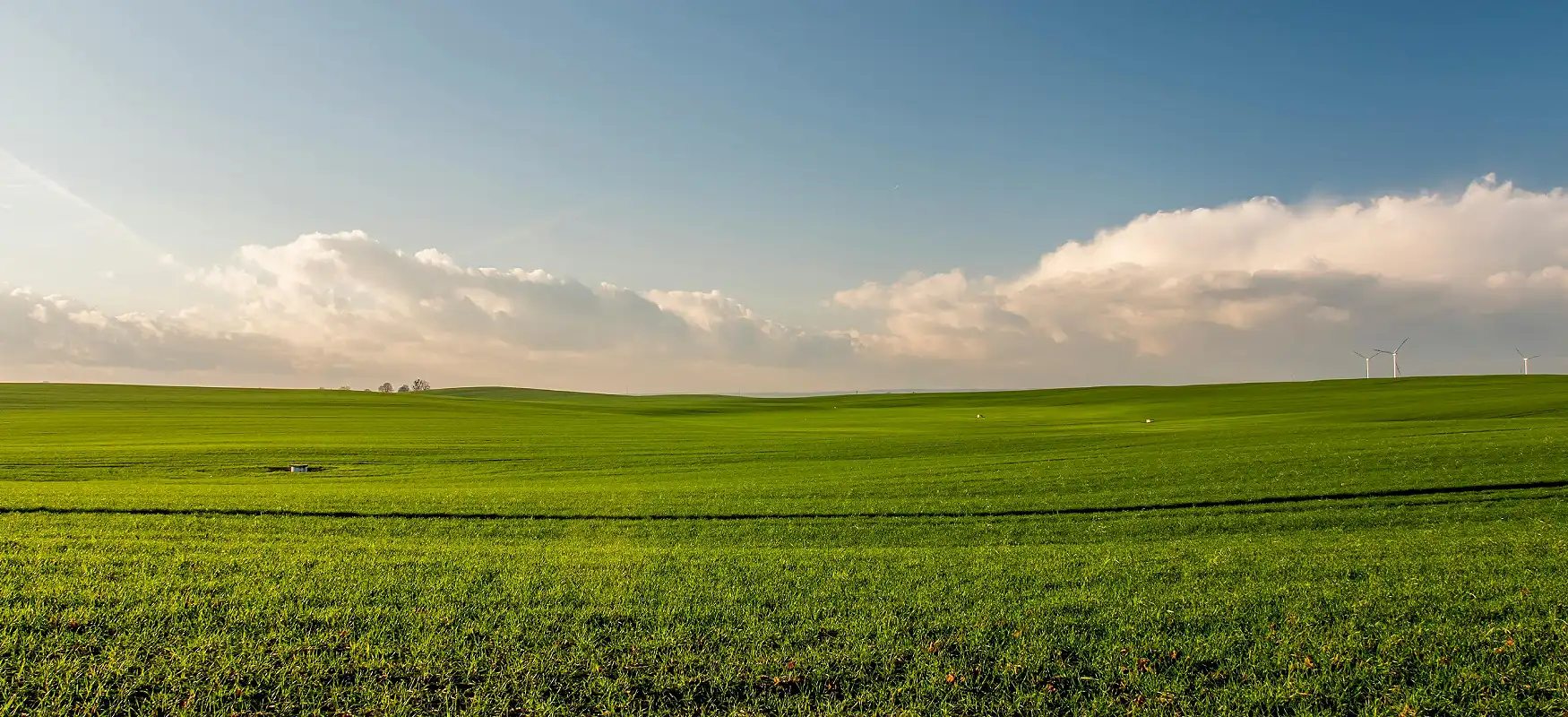 Open Field Photo