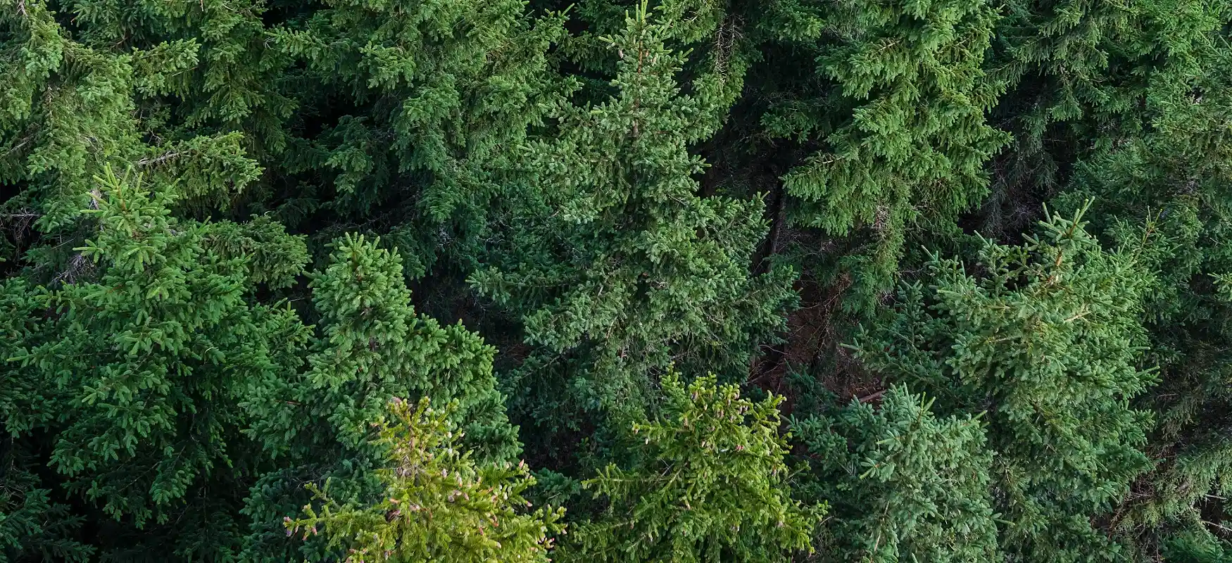 Woods Photo